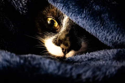 andrew wilde, animals, calm, cat, texture, warm light