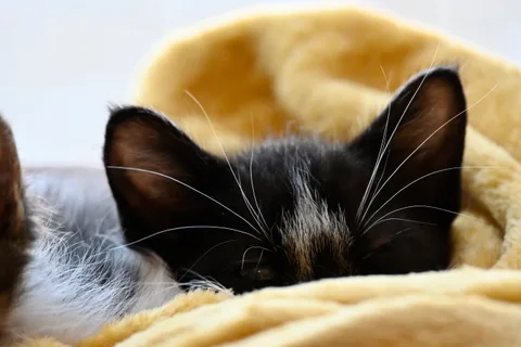 andrew wilde, animals, calm, cat, texture, warm light