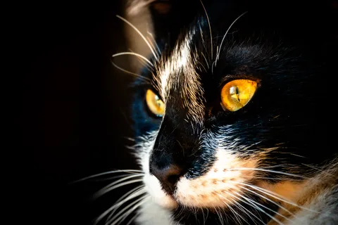 andrew wilde, animals, calm, cat, portrait, texture, warm light