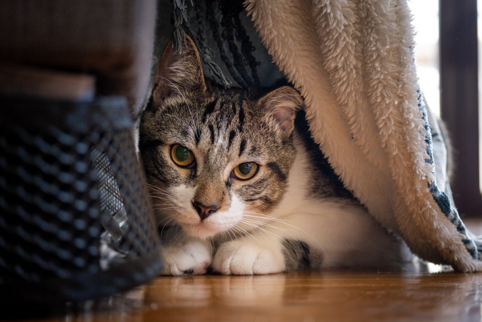 animals, calm, cat, mario wilde, texture, warm light