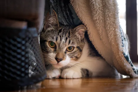 animals, calm, cat, mario wilde, texture, warm light