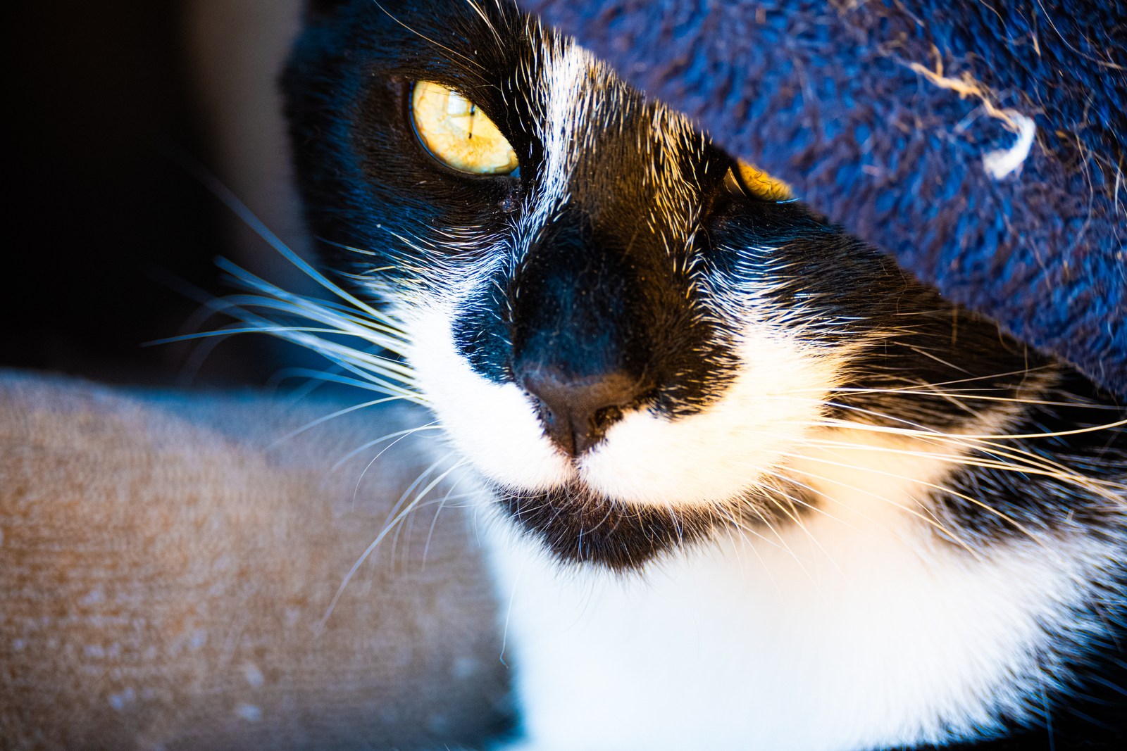 andrew wilde, animals, calm, cat, texture, warm light
