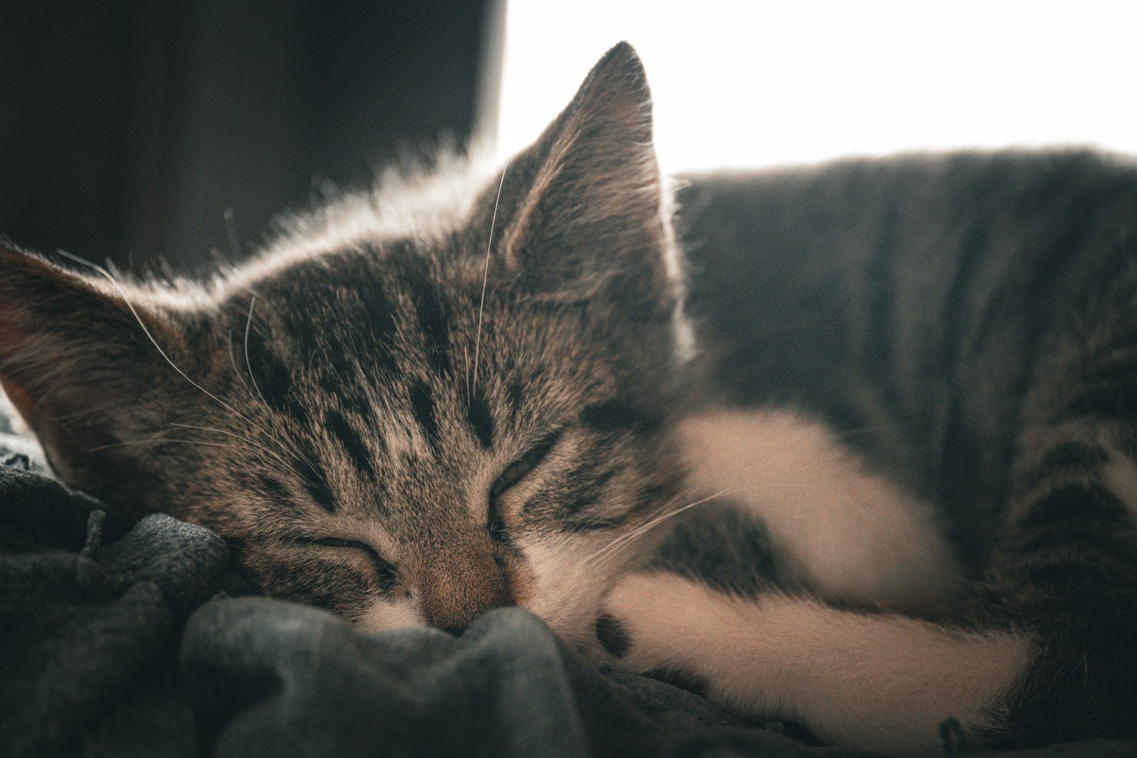 animals, calm, cat, mario wilde, muted colours, texture, warm light