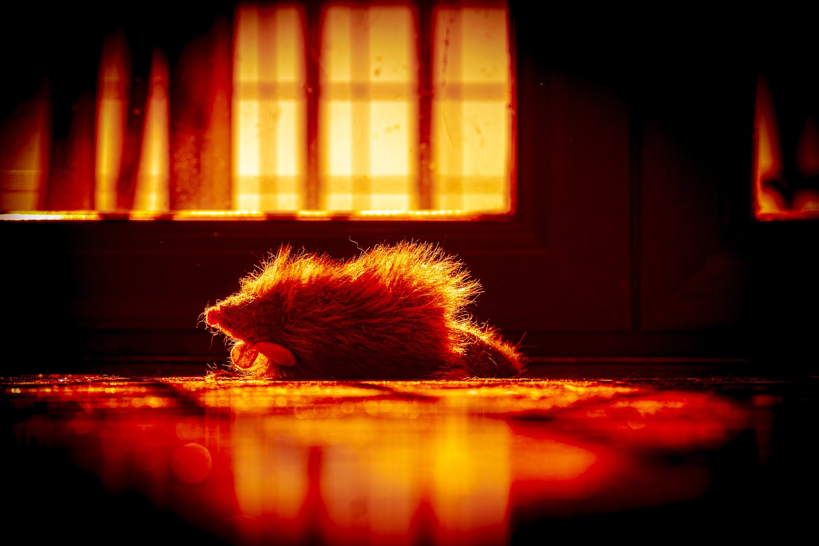 animals, calm, cat, reflection, texture, warm light