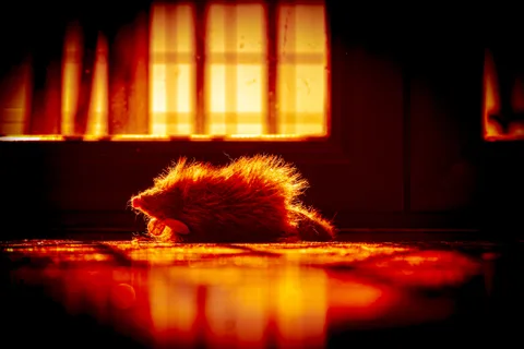 animals, calm, cat, reflection, texture, warm light