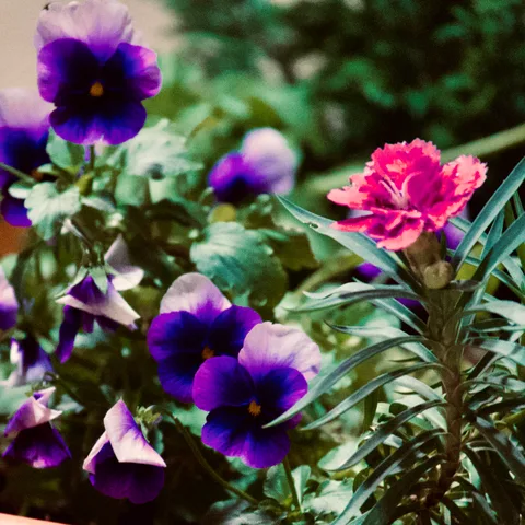 calm, flowers, muted colours, nature, texture