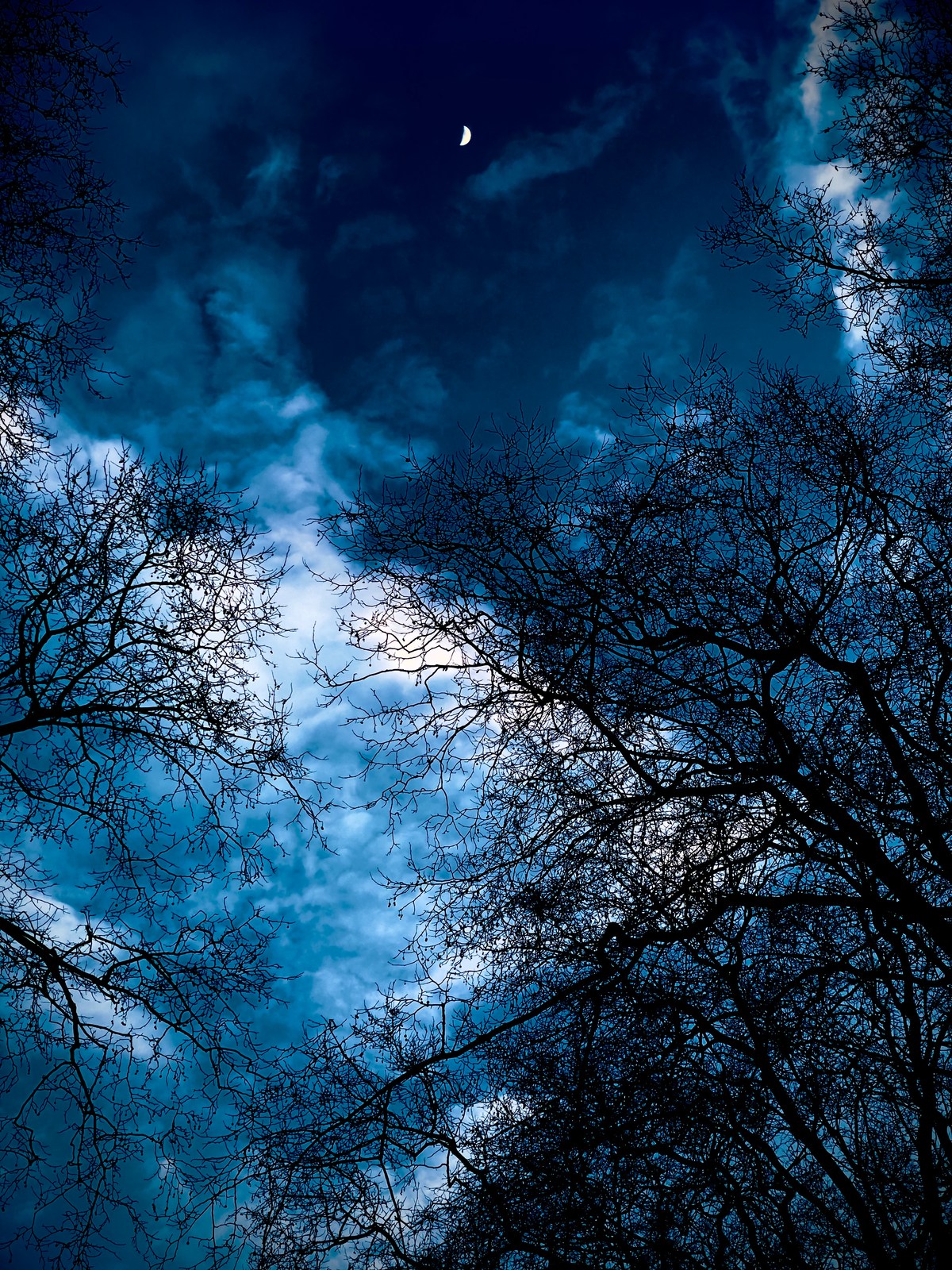 calm, forest, nature, night, silhouette, solitude, texture