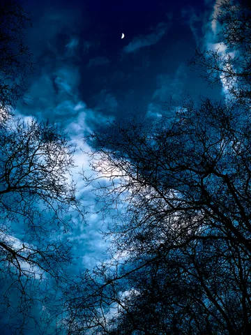 calm, forest, nature, night, silhouette, solitude, texture
