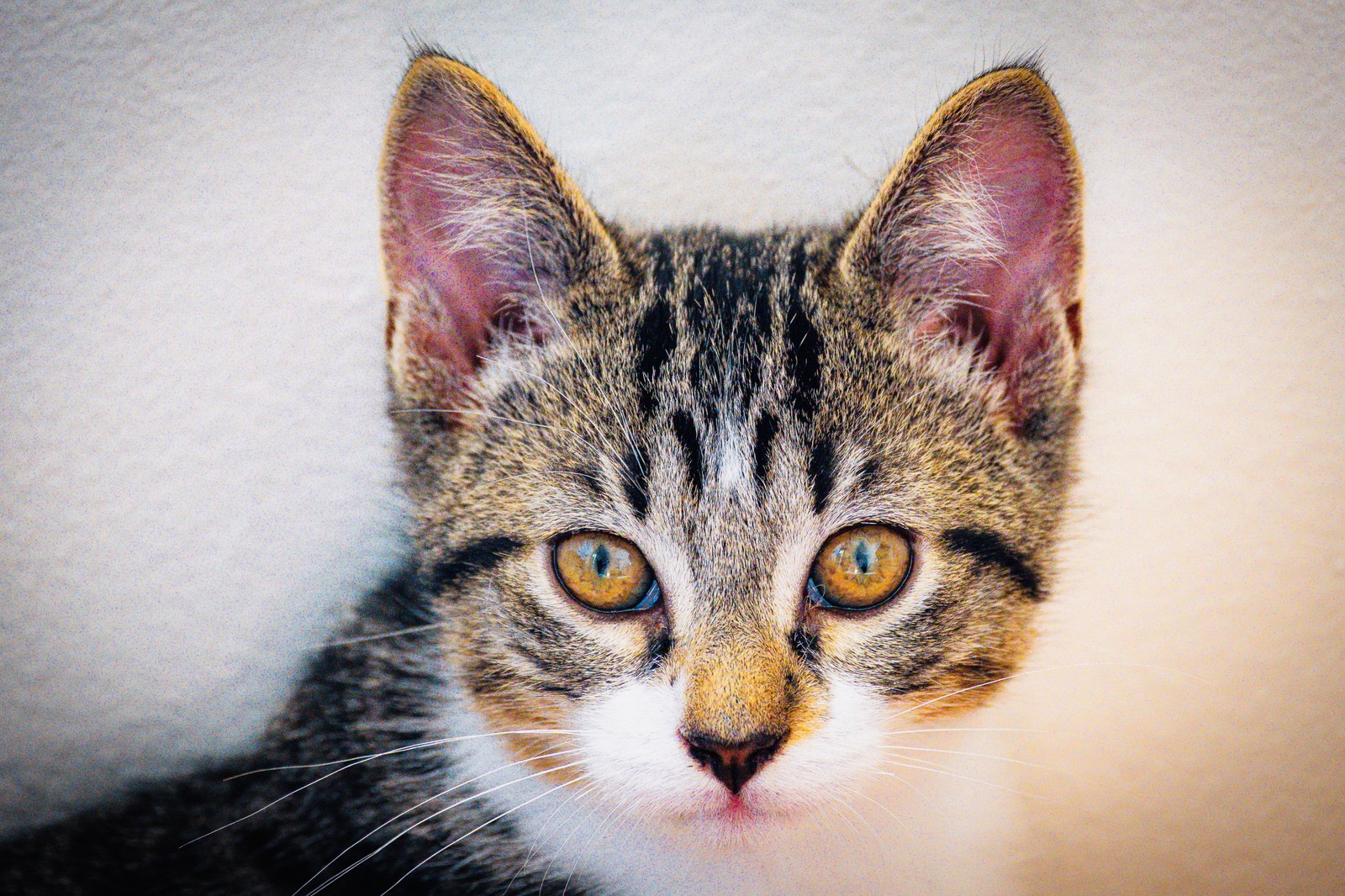 animals, calm, cat, mario wilde, portrait, texture, warm light