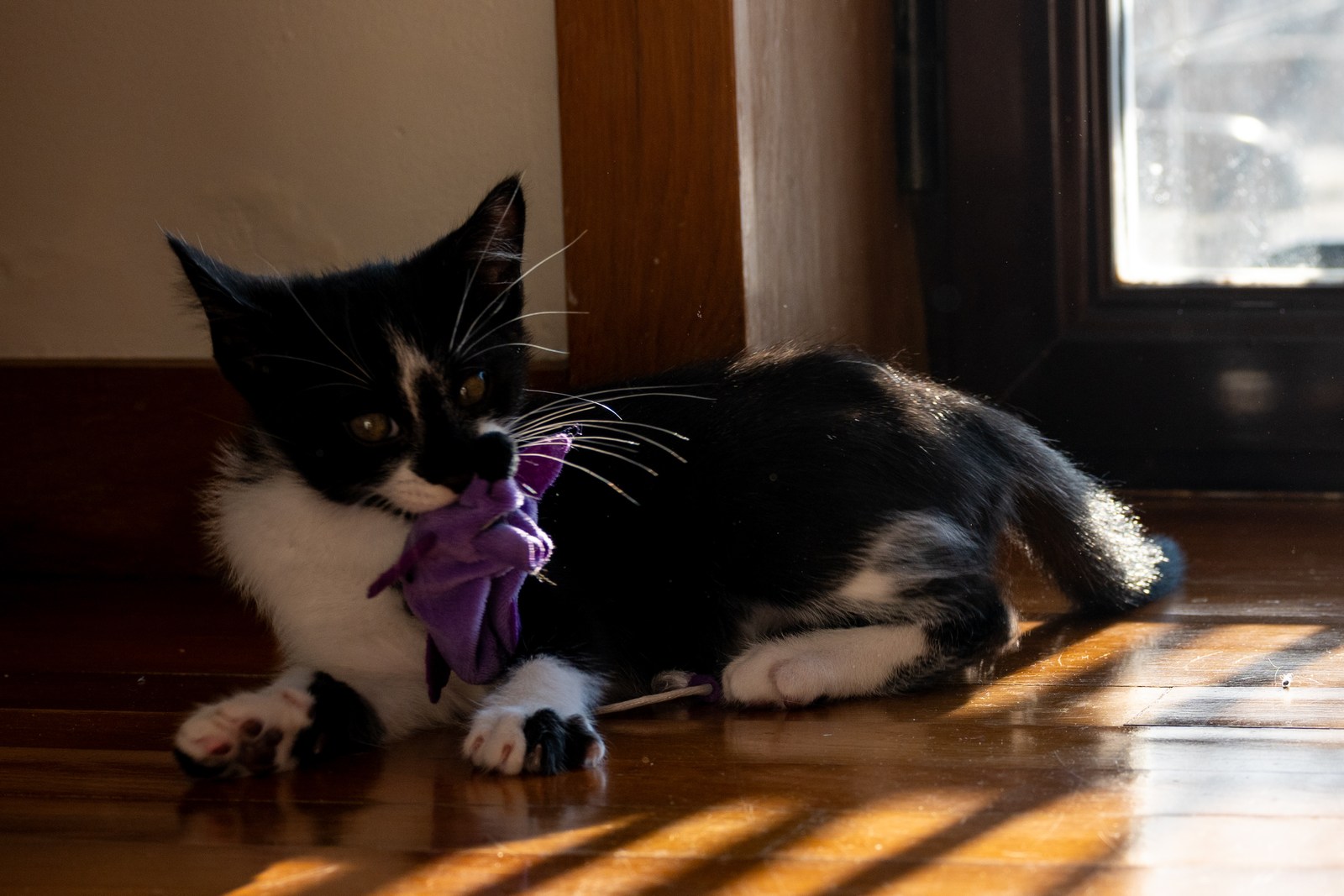 andrew wilde, animals, calm, cat, playfulness, texture, warm light