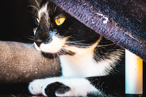 andrew wilde, animals, calm, cat, texture, warm light