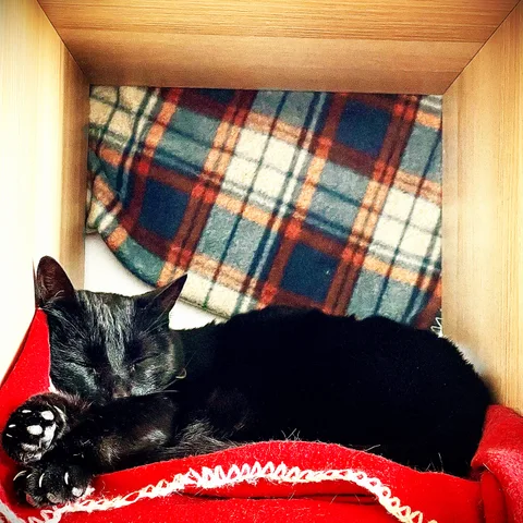 animals, calm, cat, texture, warm light
