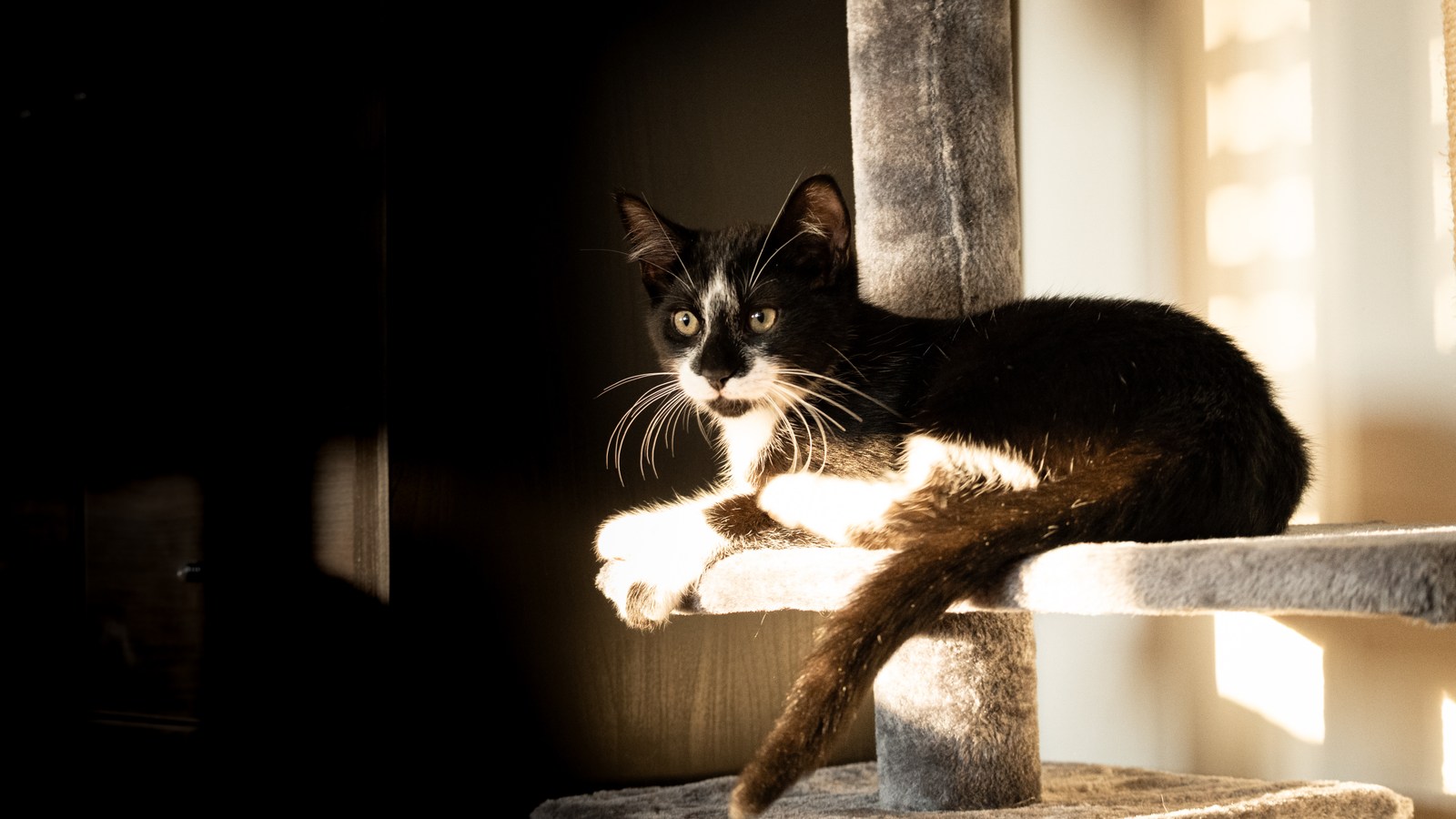 andrew wilde, animals, calm, cat, texture, warm light