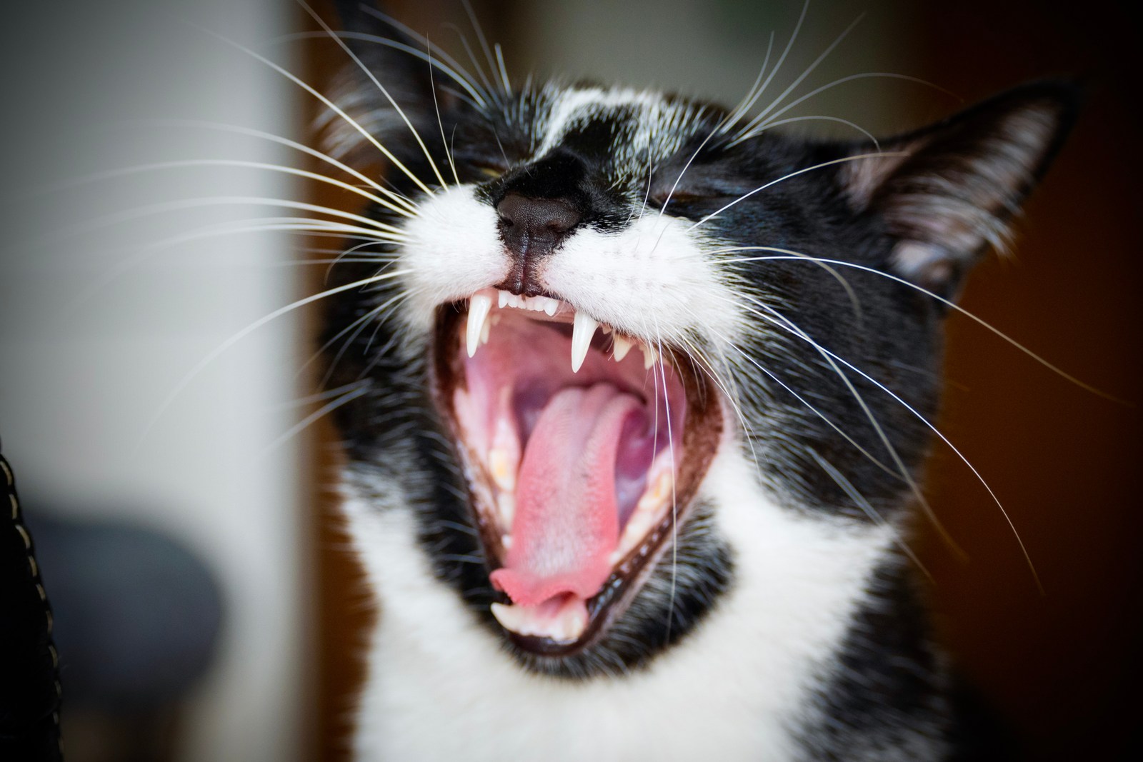 andrew wilde, animals, cat, playfulness, texture