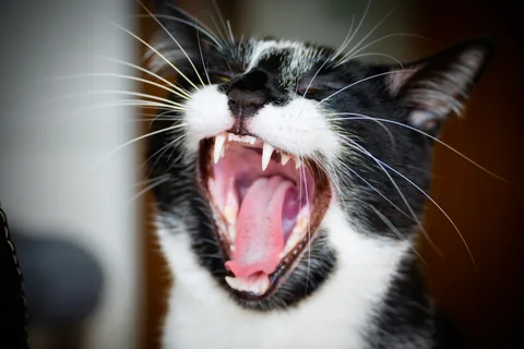 andrew wilde, animals, cat, playfulness, texture