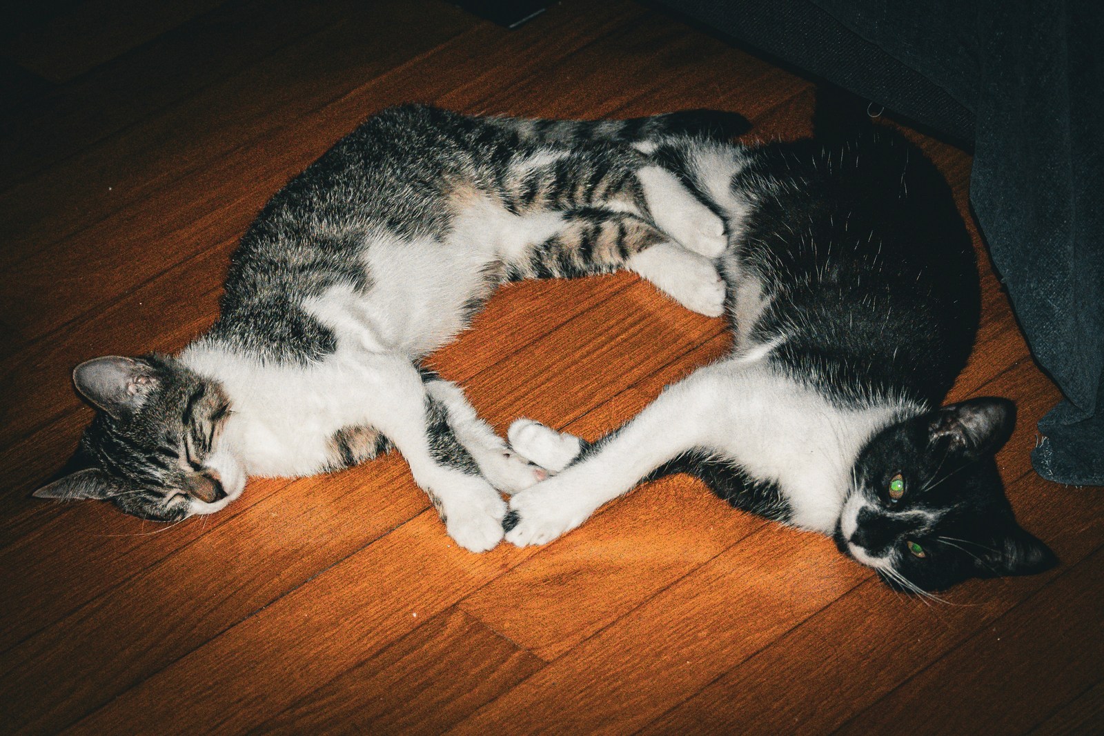 andrew wilde, animals, calm, cat, mario wilde, texture, warm light