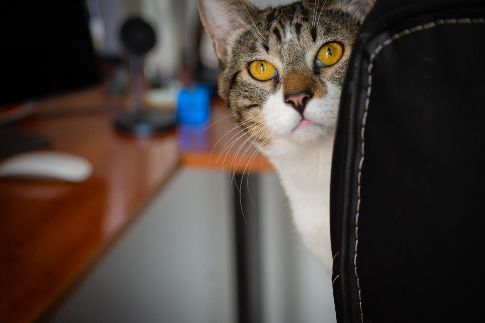 animals, cat, mario wilde, playfulness, warm light