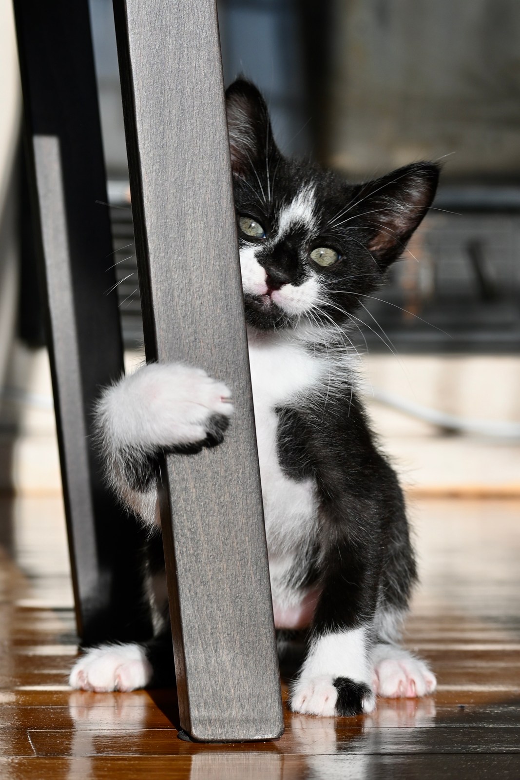 andrew wilde, animals, cat, playfulness, texture, warm light