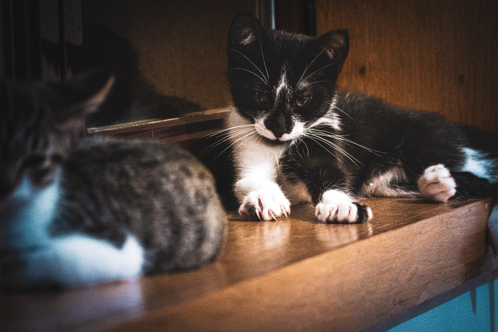 andrew wilde, animals, calm, cat, mario wilde, texture, warm light