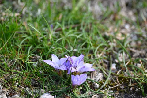 calm, flowers, nature, texture