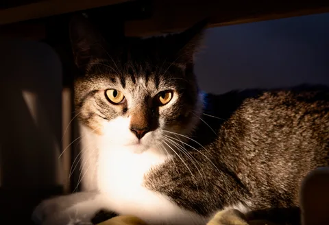 animals, calm, cat, mario wilde, texture, warm light