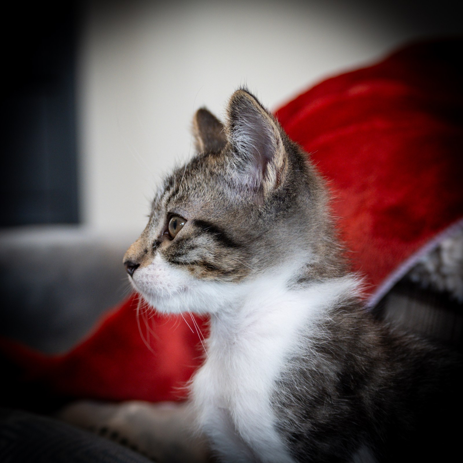 animals, calm, cat, mario wilde, portrait, texture