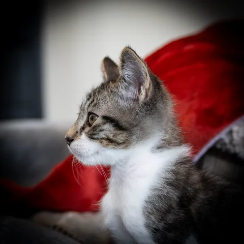 animals, calm, cat, mario wilde, portrait, texture