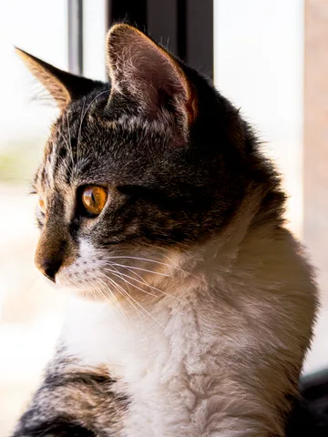 animals, calm, cat, mario wilde, portrait, texture, warm light