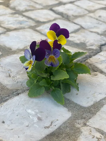 calm, flowers, muted colours, nature, plants, street, texture