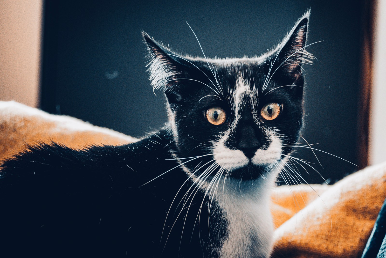 andrew wilde, animals, calm, cat, muted colours, portrait, texture, warm light