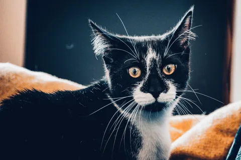 andrew wilde, animals, calm, cat, muted colours, portrait, texture, warm light