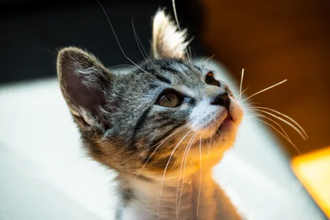 animals, calm, cat, mario wilde, texture, warm light