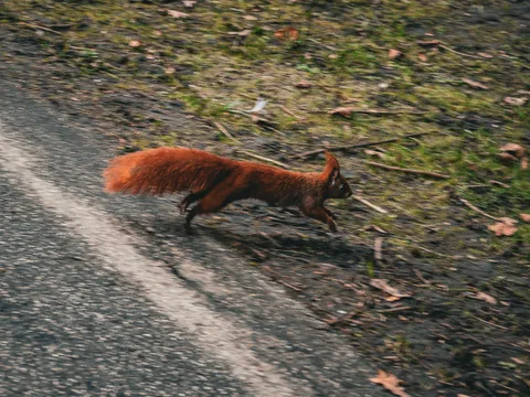 animals, forest, motion, muted colours, nature, playfulness, squirrel, texture