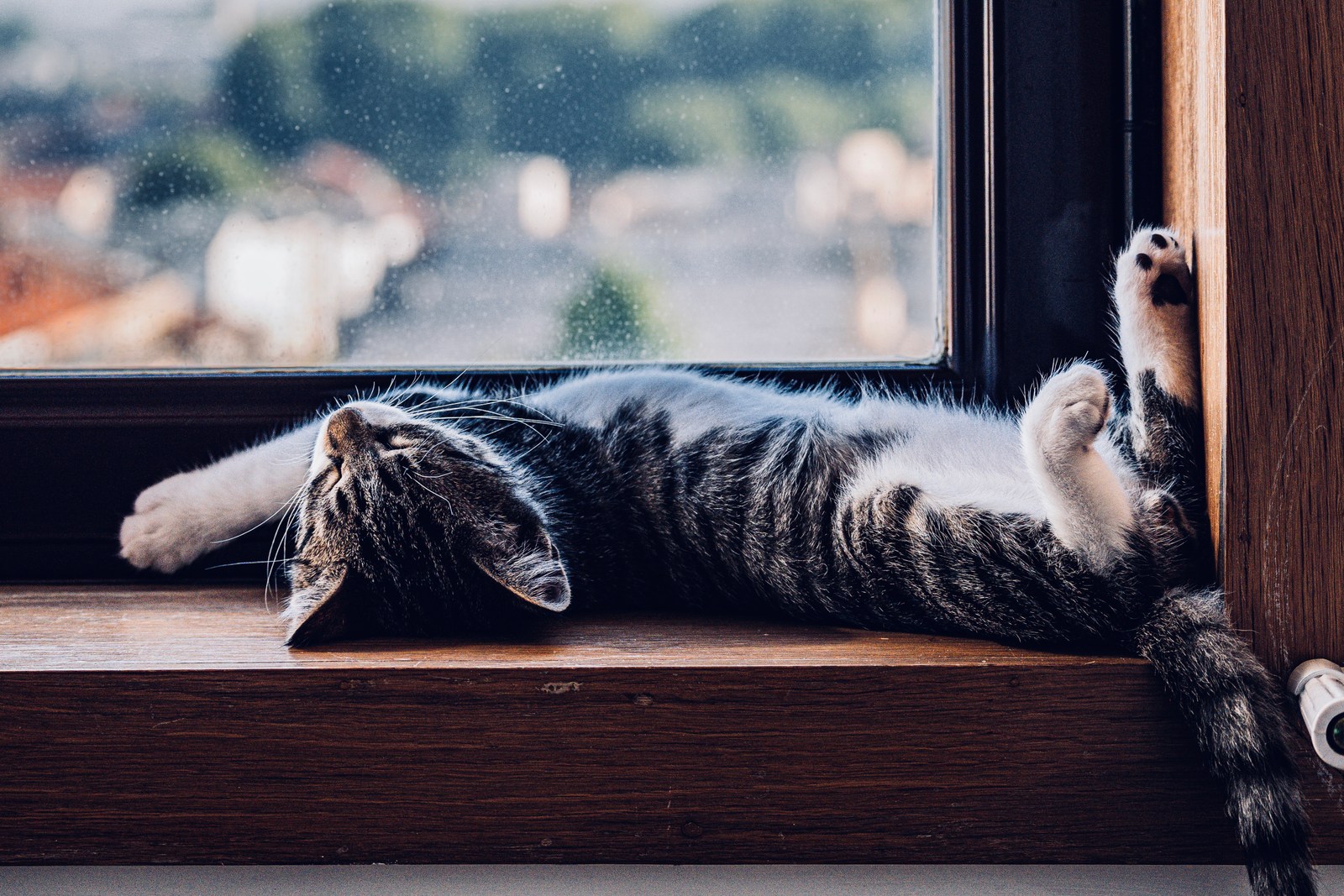 animals, calm, cat, mario wilde, texture