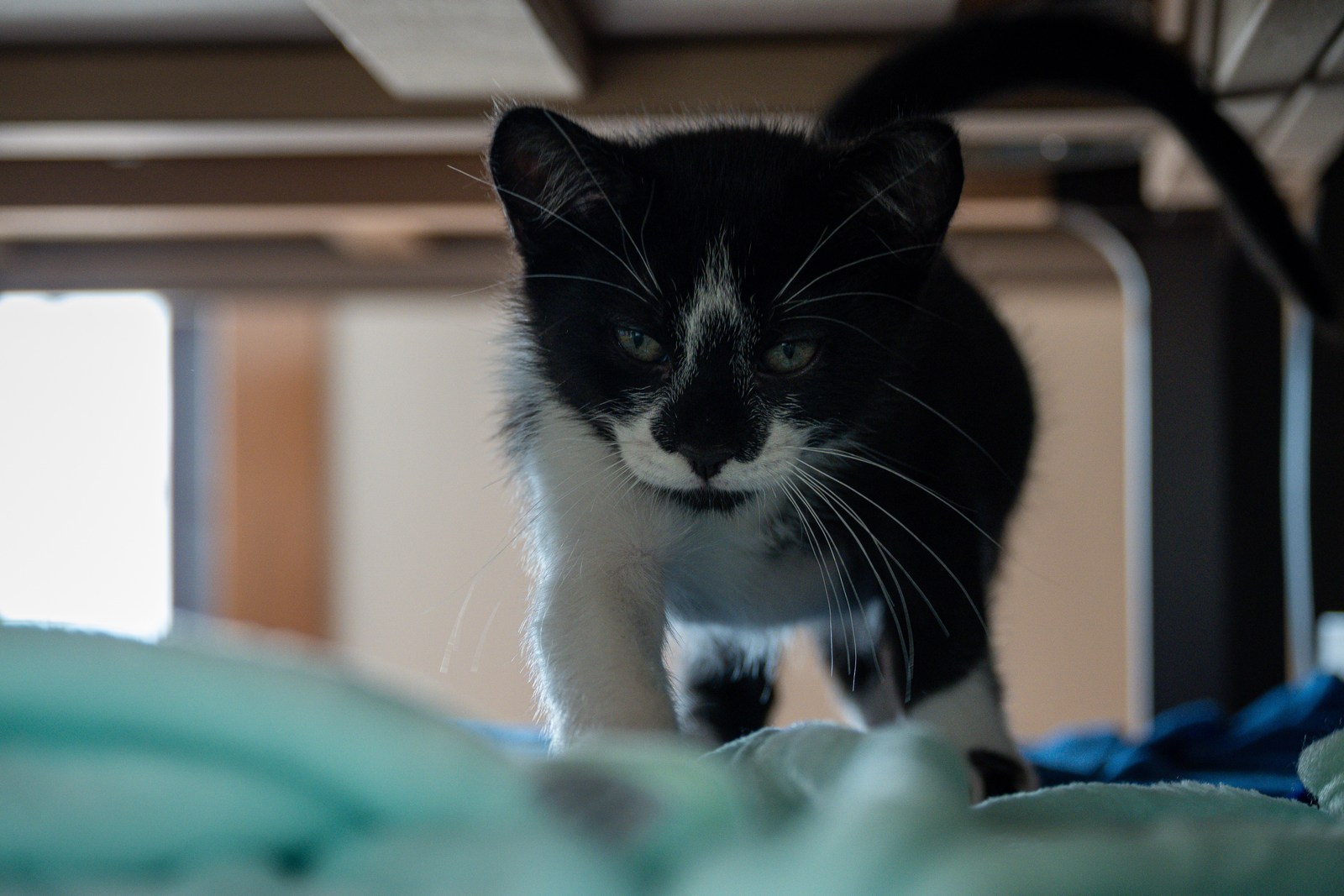 andrew wilde, animals, calm, cat, muted colours, texture
