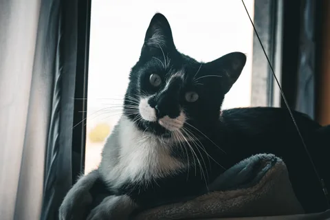 andrew wilde, animals, calm, cat, muted colours, portrait, texture