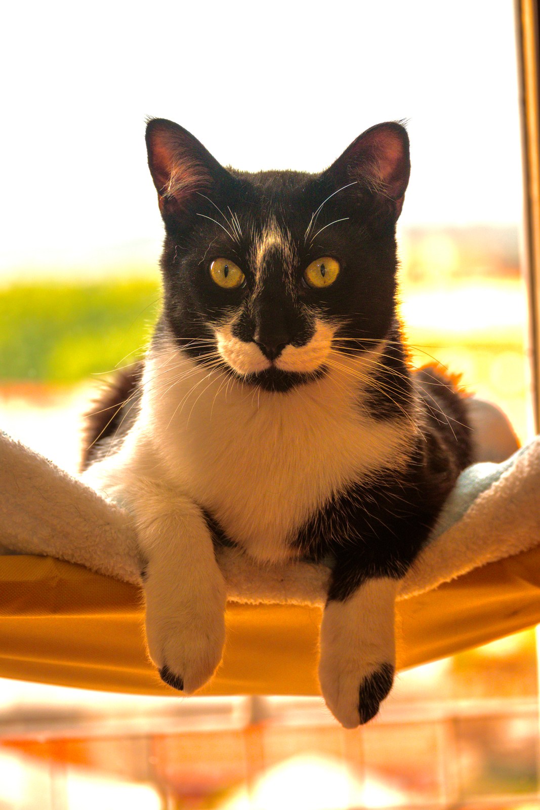 andrew wilde, animals, calm, cat, symmetry, warm light