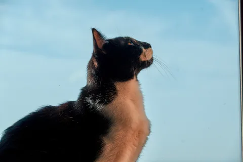 andrew wilde, animals, calm, cat, muted colours, warm light