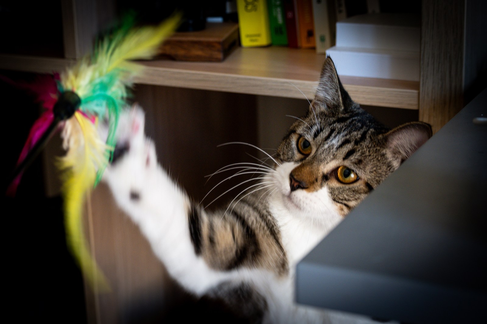 animals, cat, mario wilde, motion, playfulness, warm light