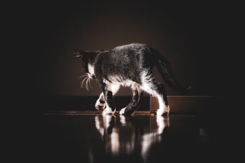 andrew wilde, animals, calm, cat, muted colours, reflection, solitude, texture, warm light