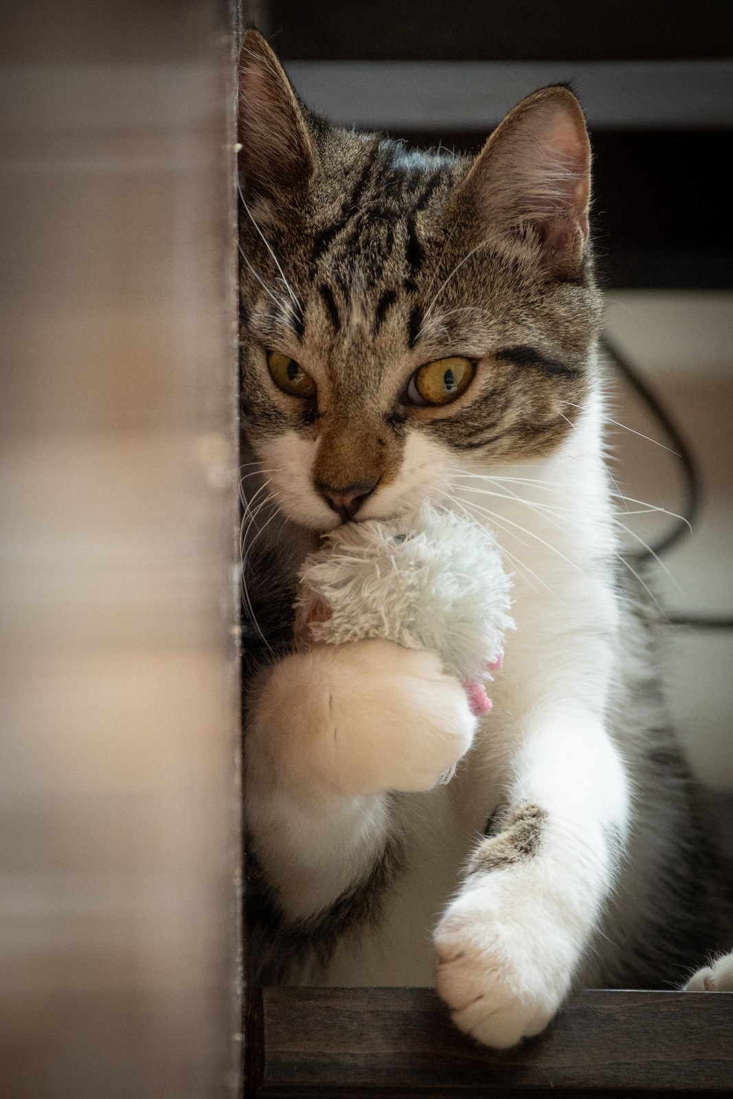 animals, cat, mario wilde, playfulness, texture, warm light