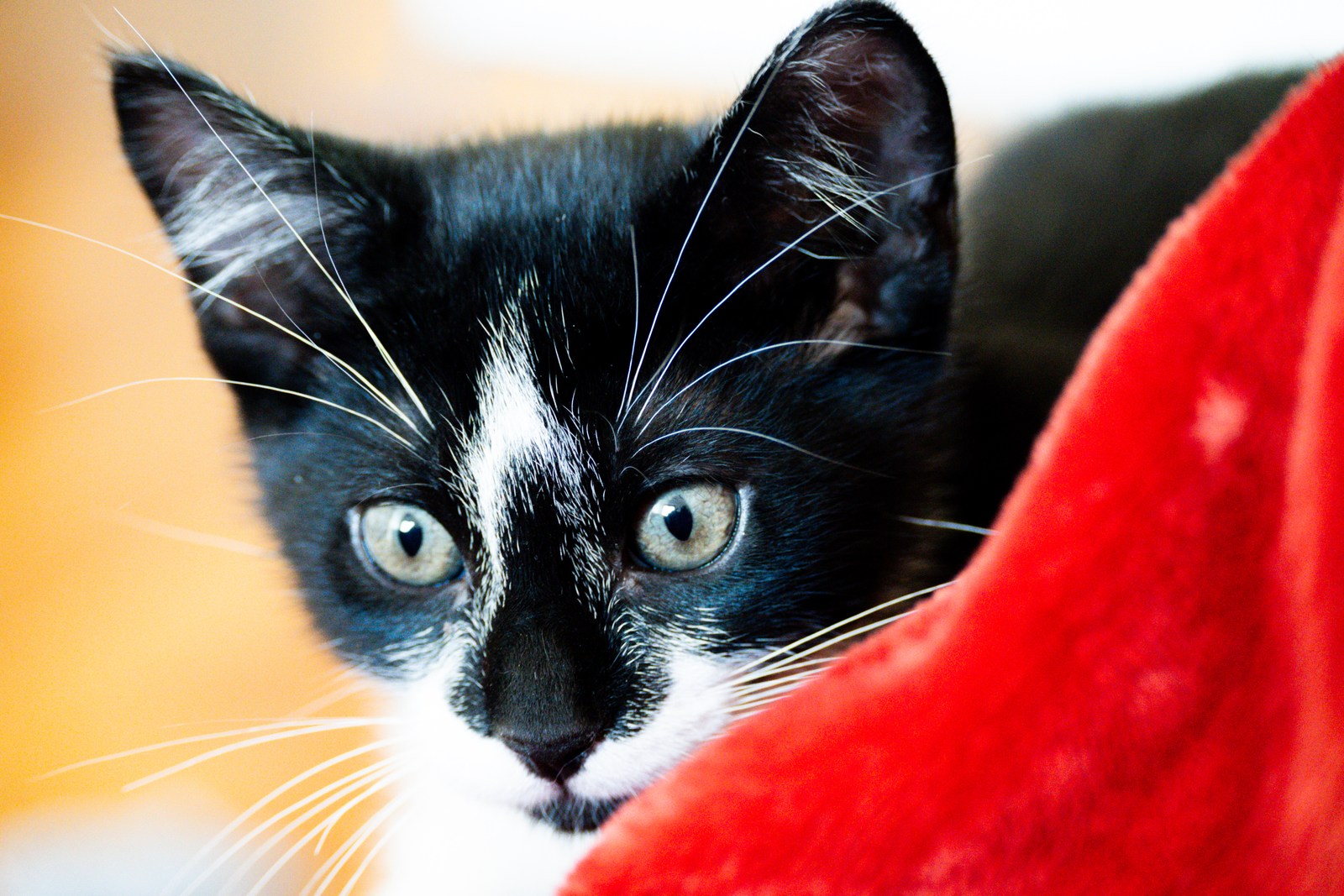 andrew wilde, animals, calm, cat, playfulness, portrait, texture, warm light