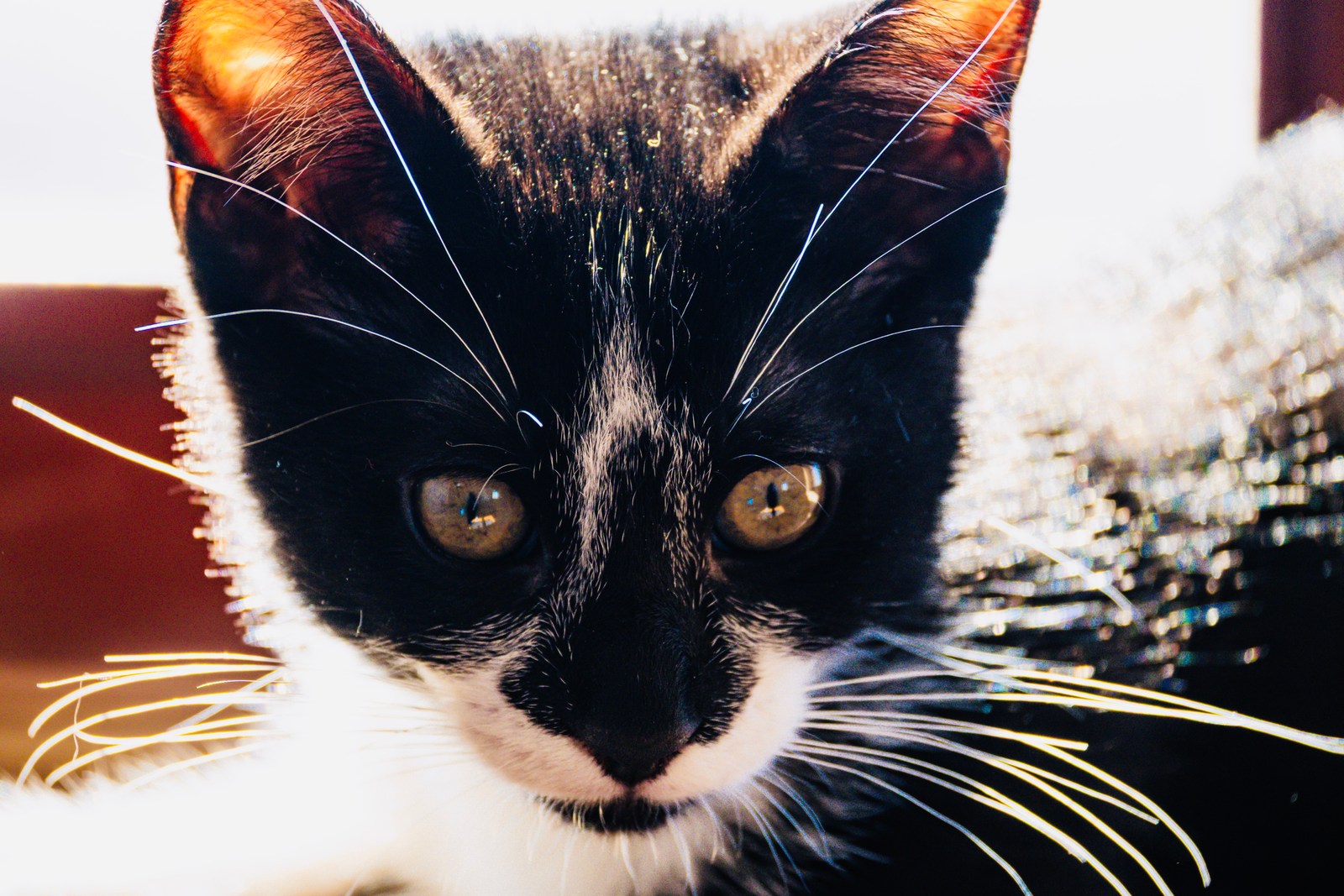 andrew wilde, animals, calm, cat, portrait, texture, warm light
