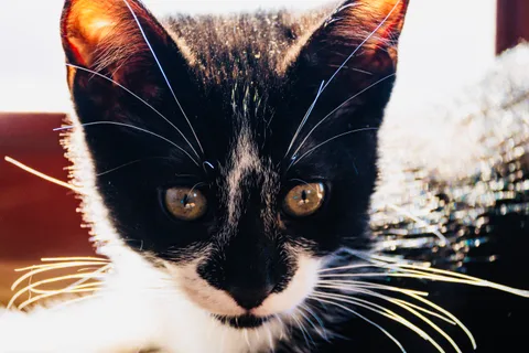 andrew wilde, animals, calm, cat, portrait, texture, warm light
