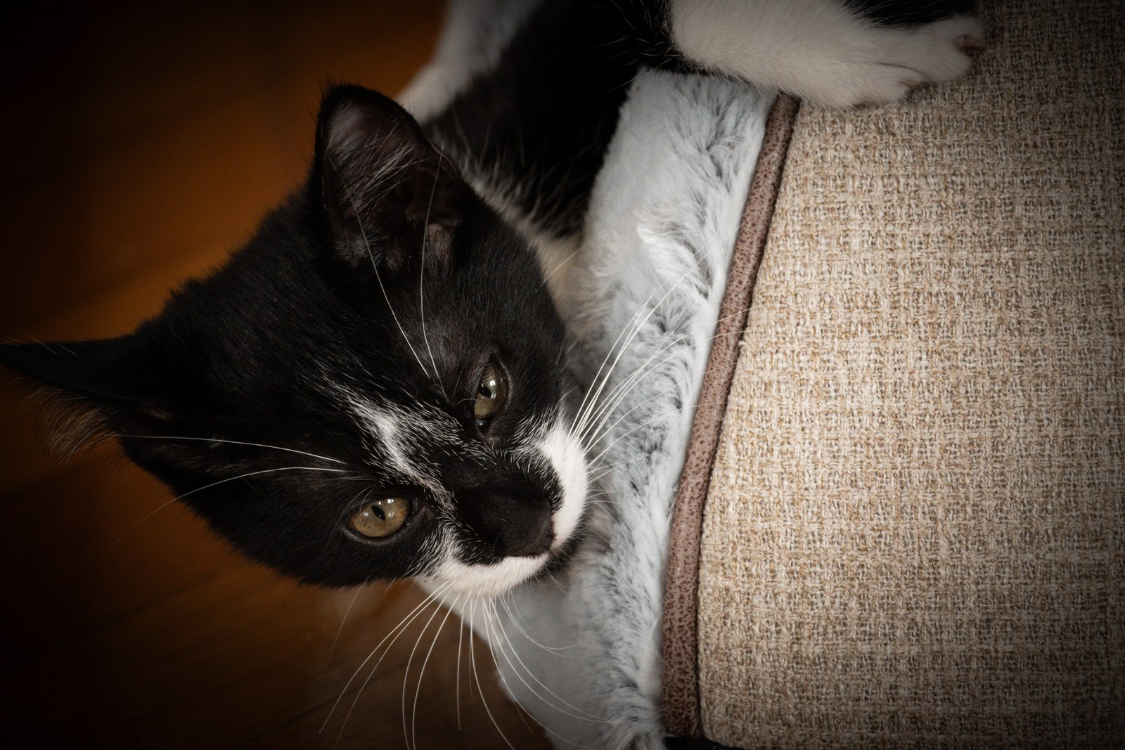 andrew wilde, animals, calm, cat, texture, warm light