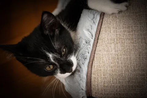 andrew wilde, animals, calm, cat, texture, warm light