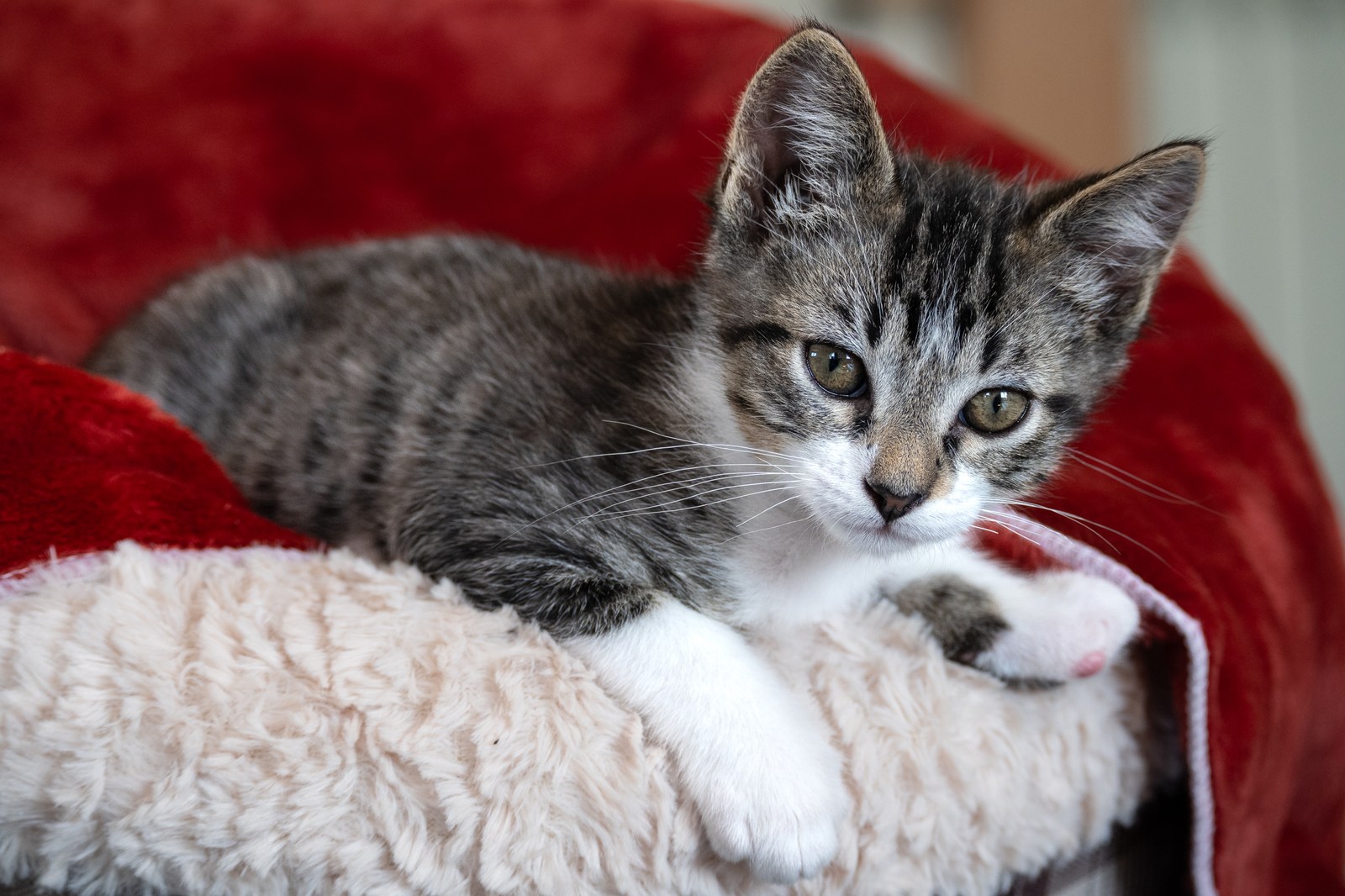 animals, calm, cat, mario wilde, texture