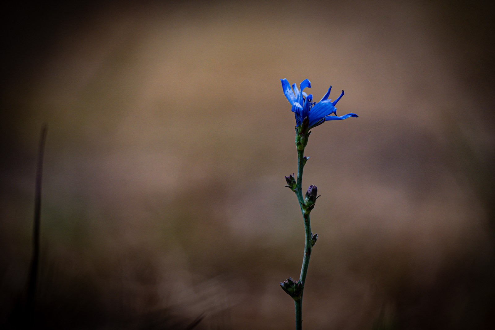 calm, flower, muted colours, nature, plant, solitude, texture