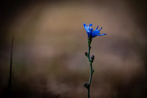 calm, flower, muted colours, nature, plant, solitude, texture