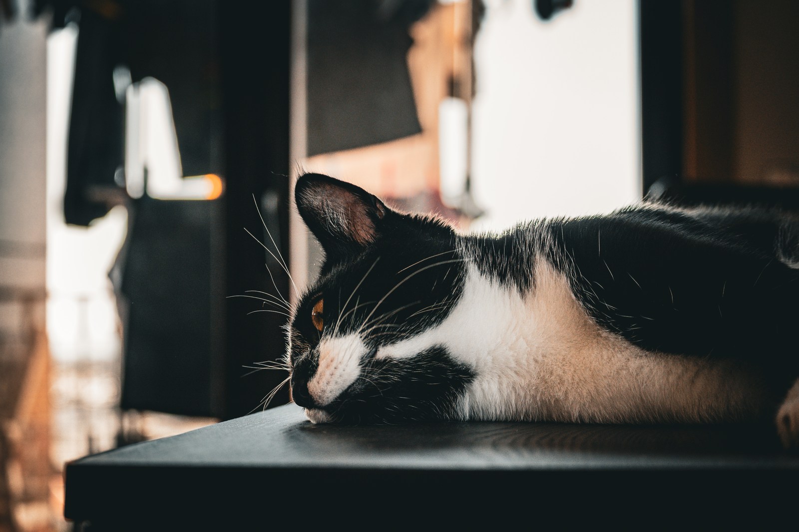 andrew wilde, animals, calm, cat, muted colours, texture, warm light